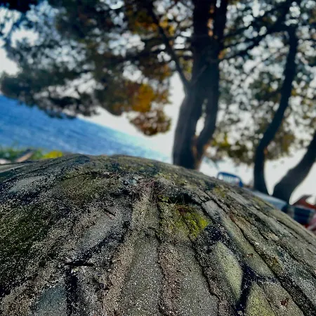 Pine Side Camp Химара